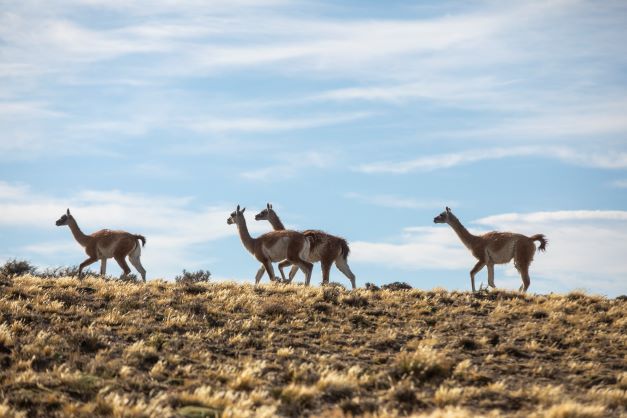 Wilderness Patagonia